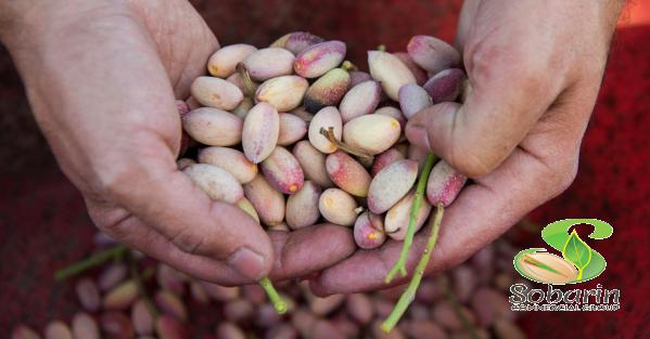 راهنمای تهیه پسته اکبری اعلا