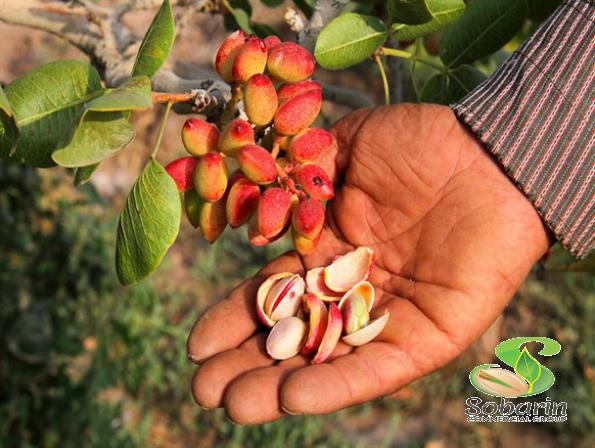 توزیع کنندگان پسته صادراتی رفسنجان