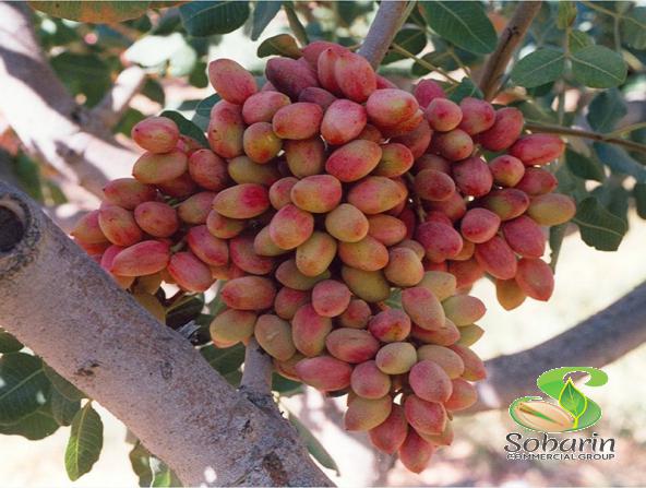 پسته مناسب برای دوران شیر دهی