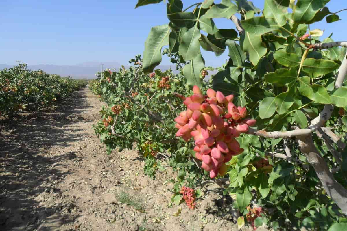 قیمت پسته احمد آقایی در تهران